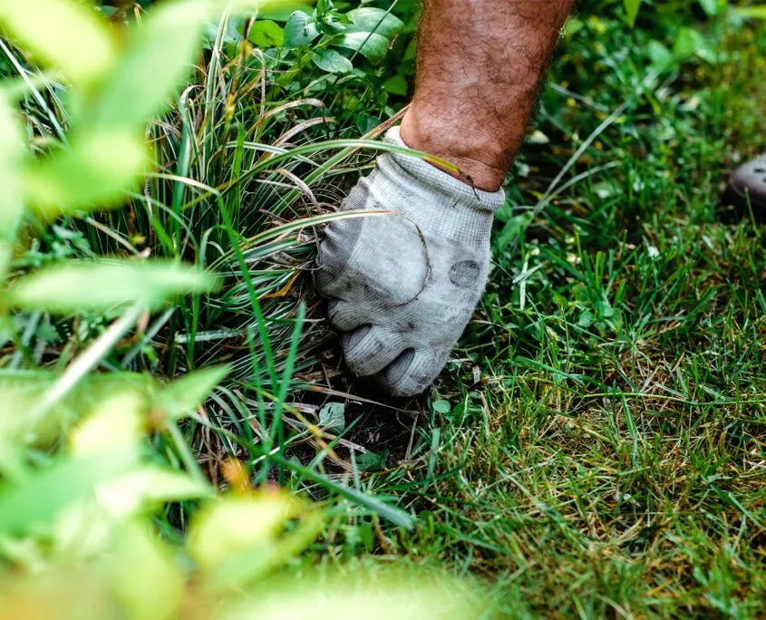 Hand weeding and clearing debris from a garden bed edge